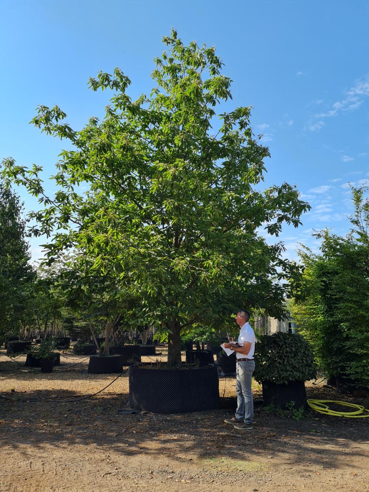 Castanea sativa 7-8m Feathered (2)