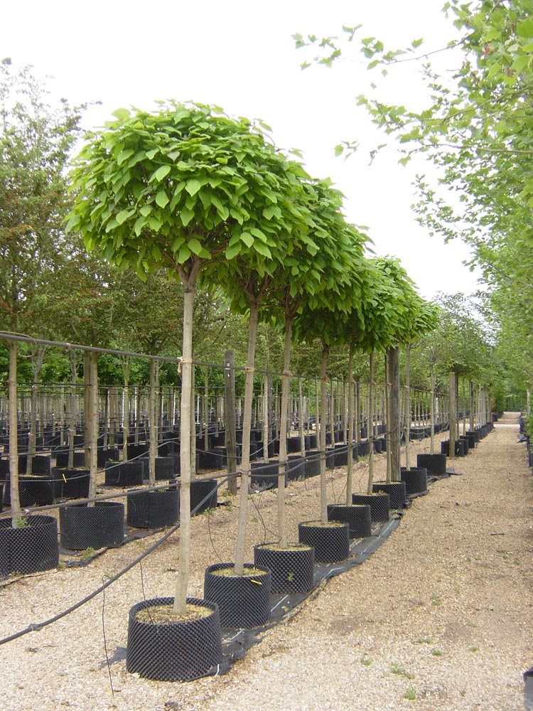Catalpa bignonioides Nana 20-25