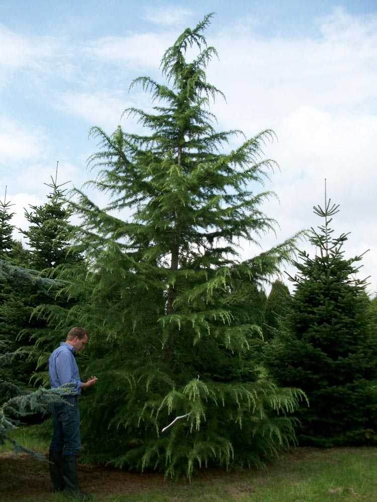 Cedrus deodara 5-6m 057