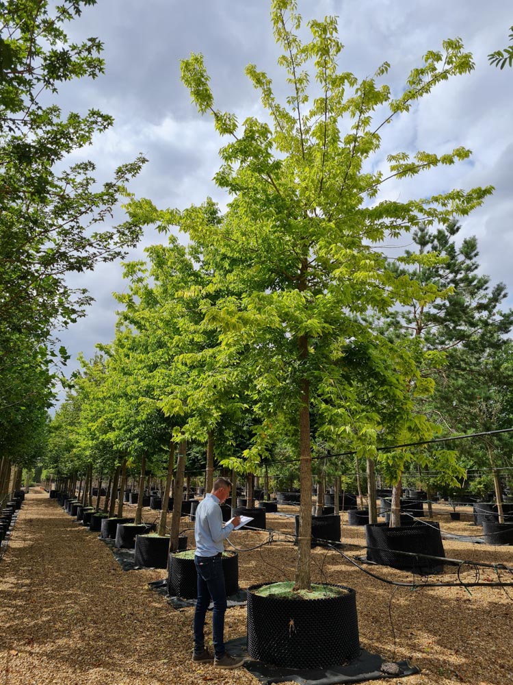 Celtis australis 35-40