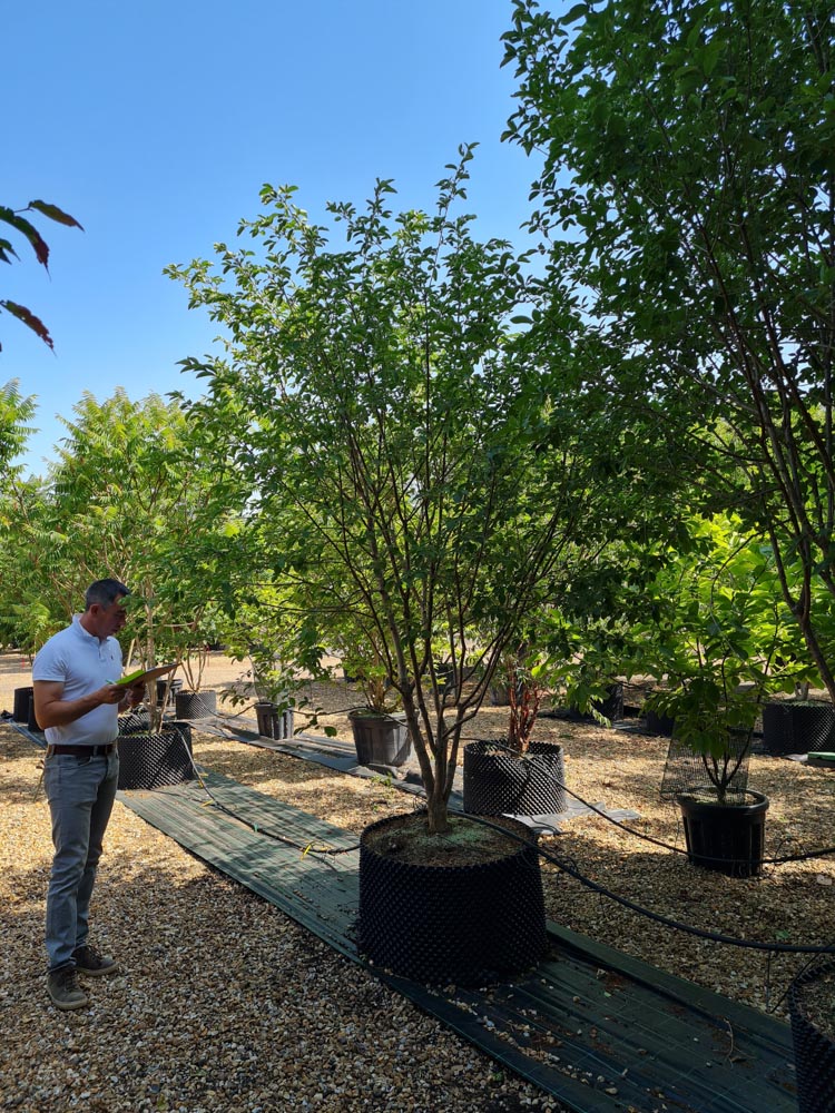 Chionanthus retusus 2.5-3m Umbrella