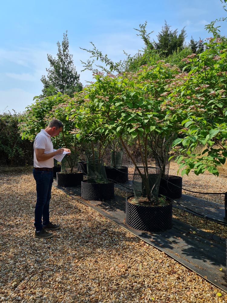 Clerodendrum trichotomum 2-2.5m Umbrella