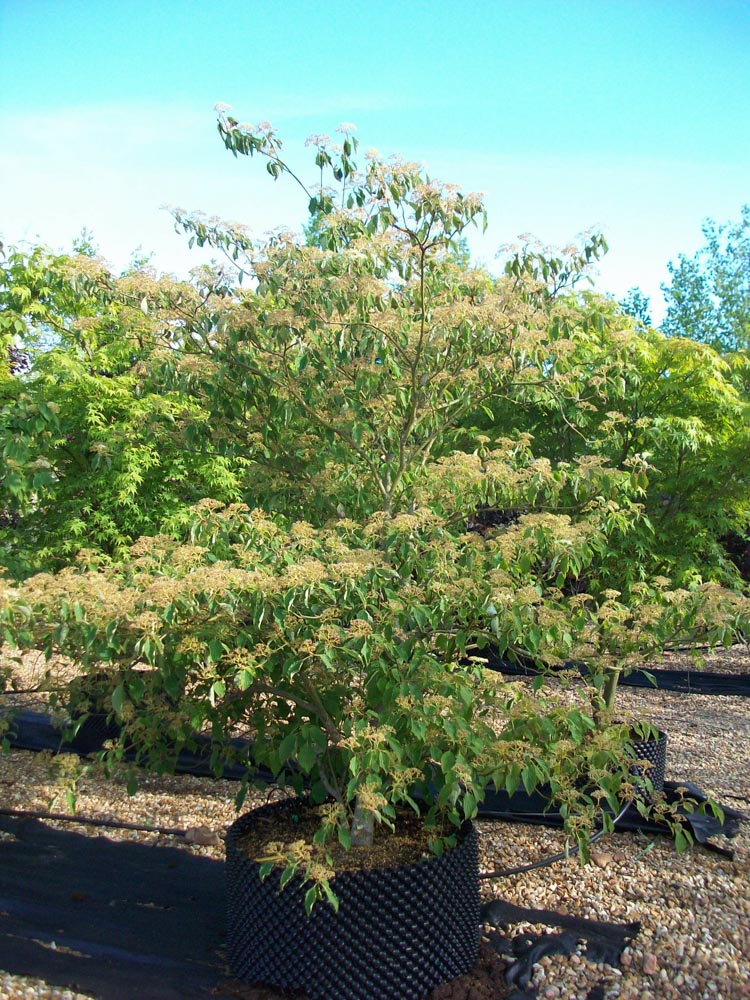 Cornus alternifolia 2.0-2.5m FS9