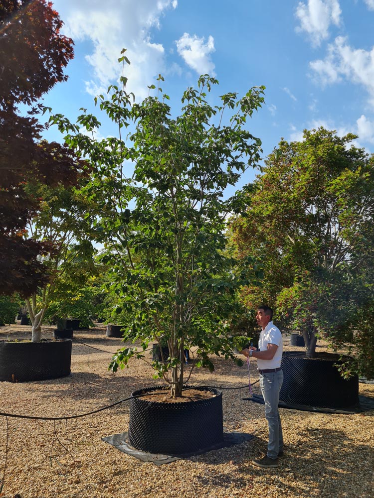 Cornus kousa NAtional 4-4.5m (2)