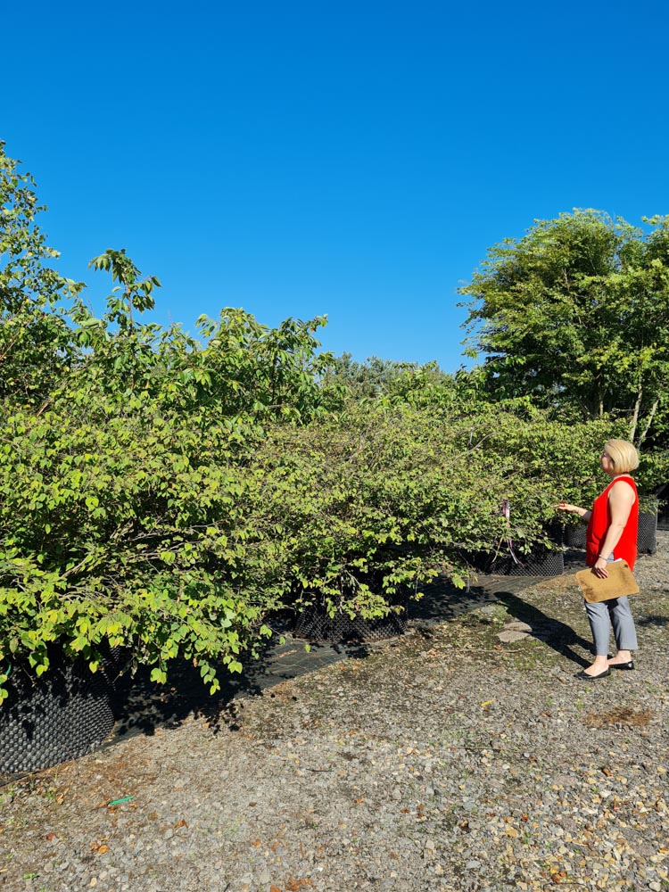 Corylposis pauciflora 1,5-2m Mehrstämmig