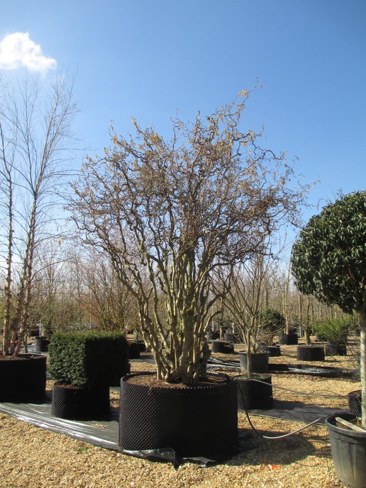 Corylus avellana Contorta 3-3.5m Schirm - FS9