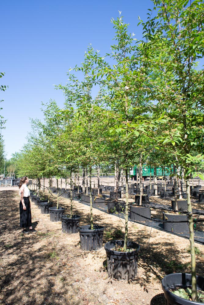 Cotoneaster cornubia 10-12cm