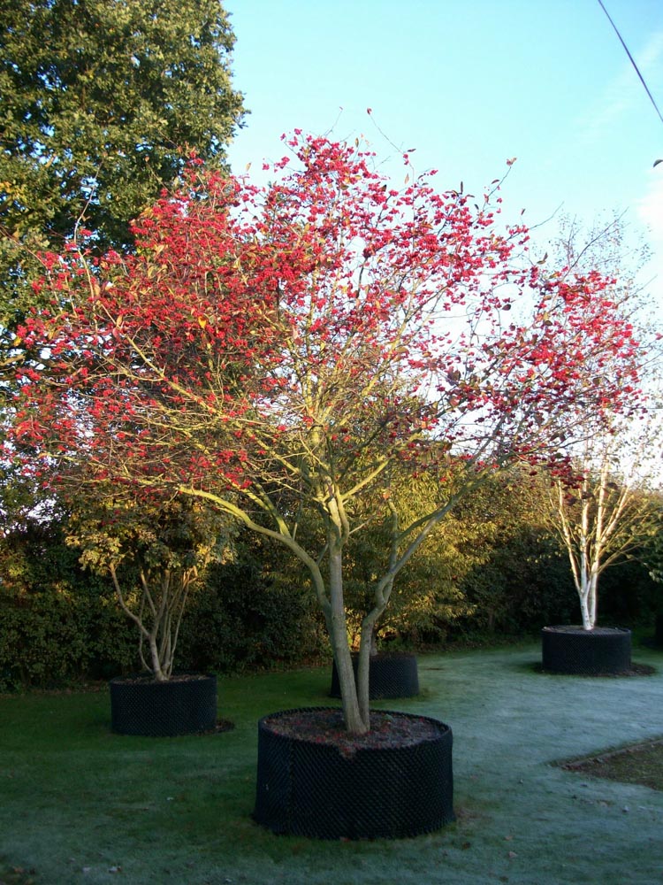 Crataegus prunifolia 3m Schirm (1)