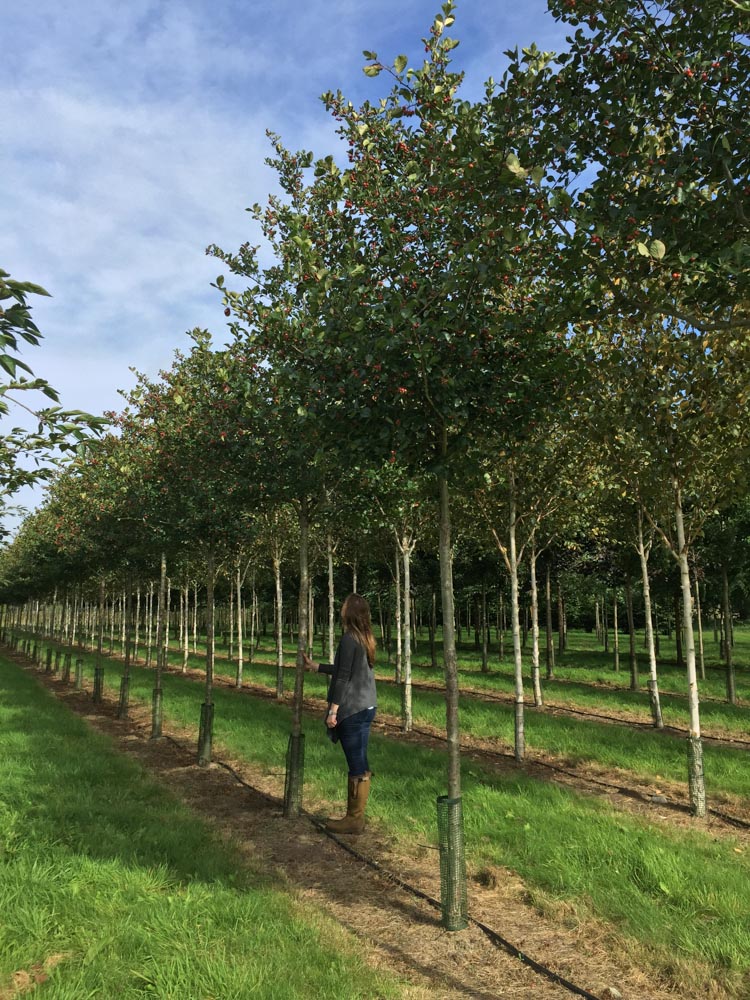 Crataegus prunifolia 'Splendens' 18-25cm (1)