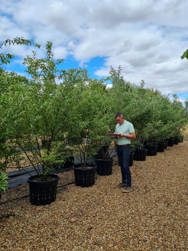 Elaeagnus multiflora 1.5-2.0m Multistem