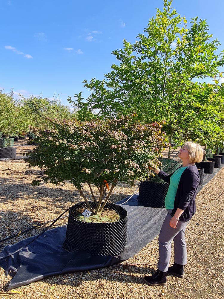 Euonymus alatus Compactus - 1.25-1.5m