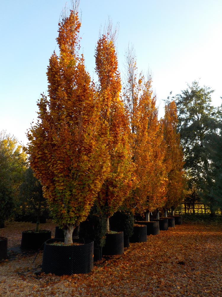 Fagus syl Dawyck Gold