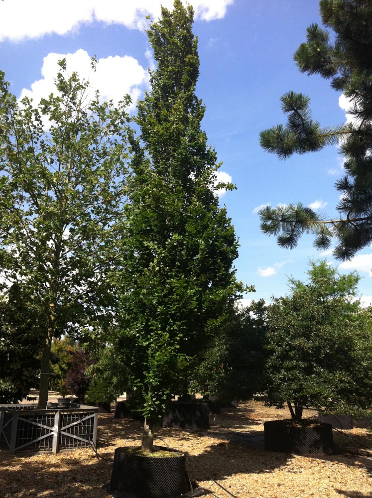 Fagus syl. Dawyck 6-7m high 006