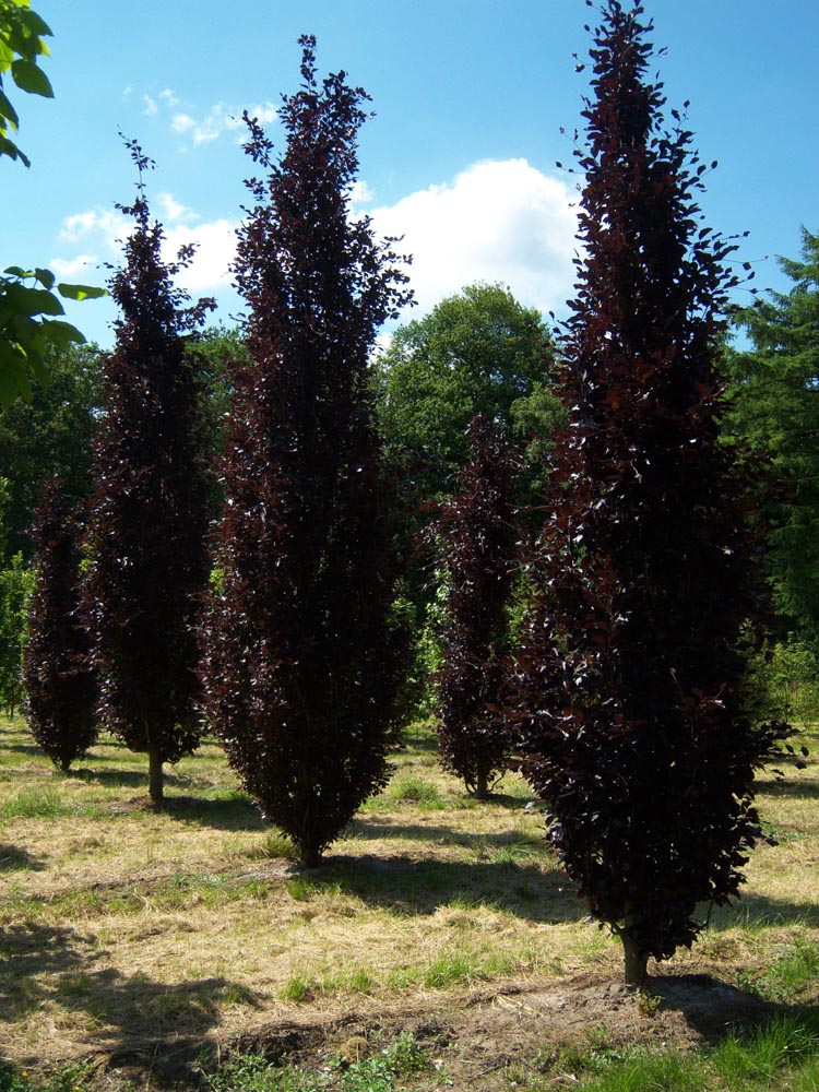 Fagus sylvatica Daw Purp 4-5m