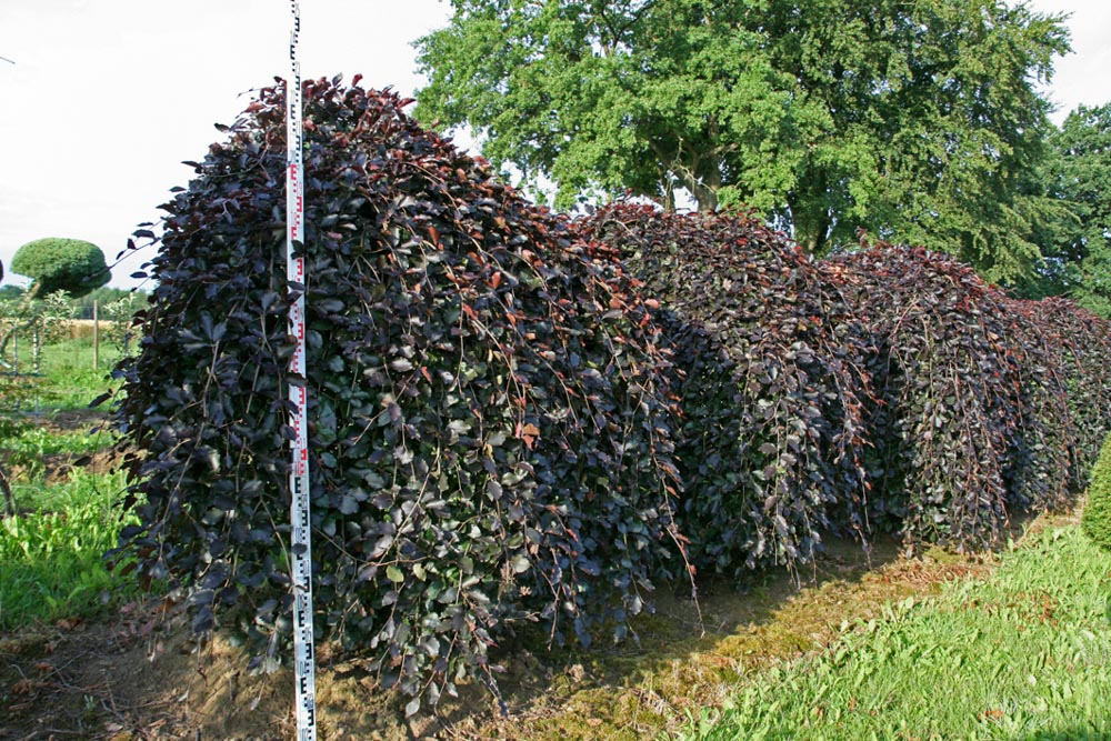Fagus sylvatica 'Purpurea Pendula' (35-40cm )1