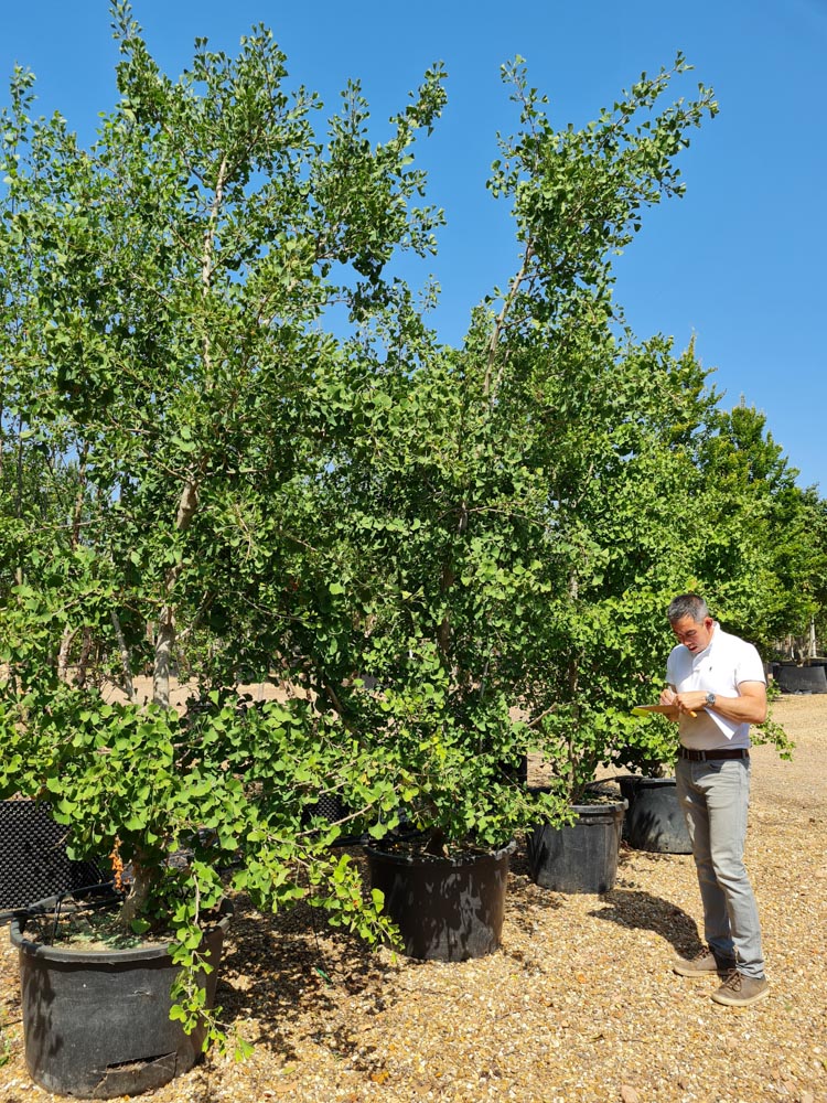 Ginkgo biloba Autumn Gold 2.5-3.5m Feathered