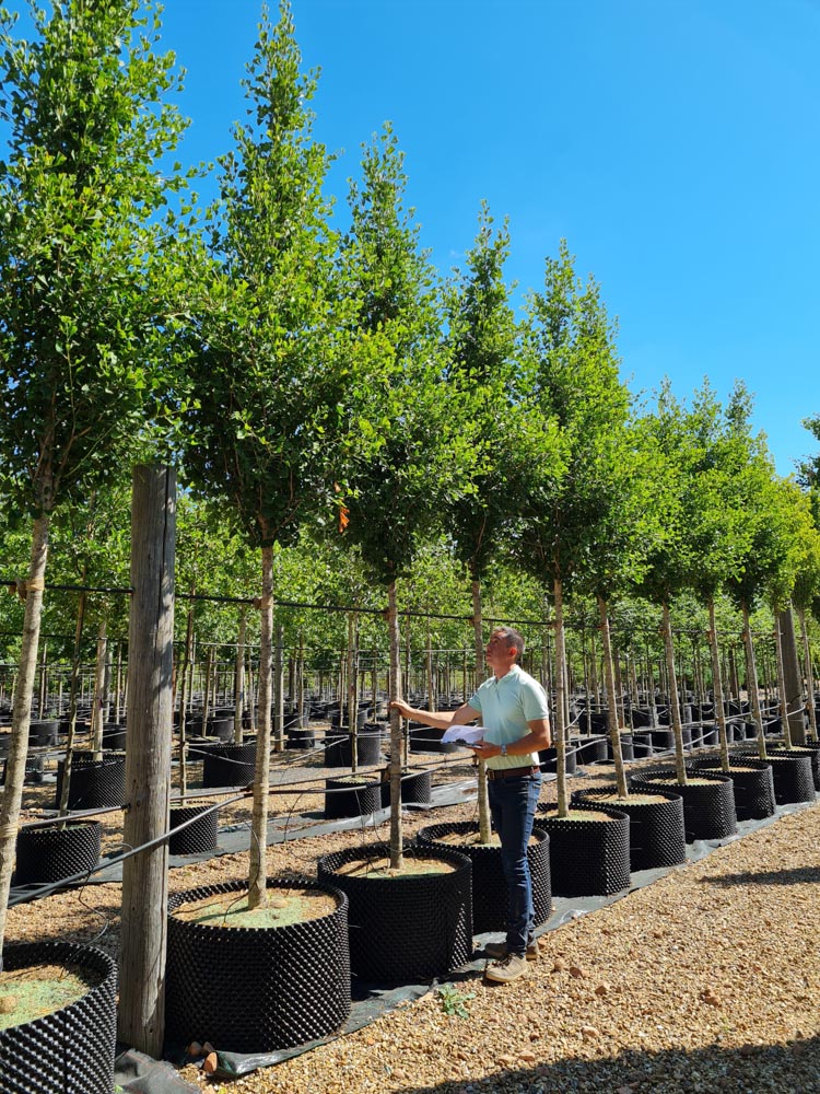 Ginkgo biloboa Fastigiata 18-20cm