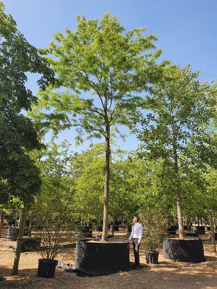 Gleditsia triacanthos Skyline 50-60 Std CG