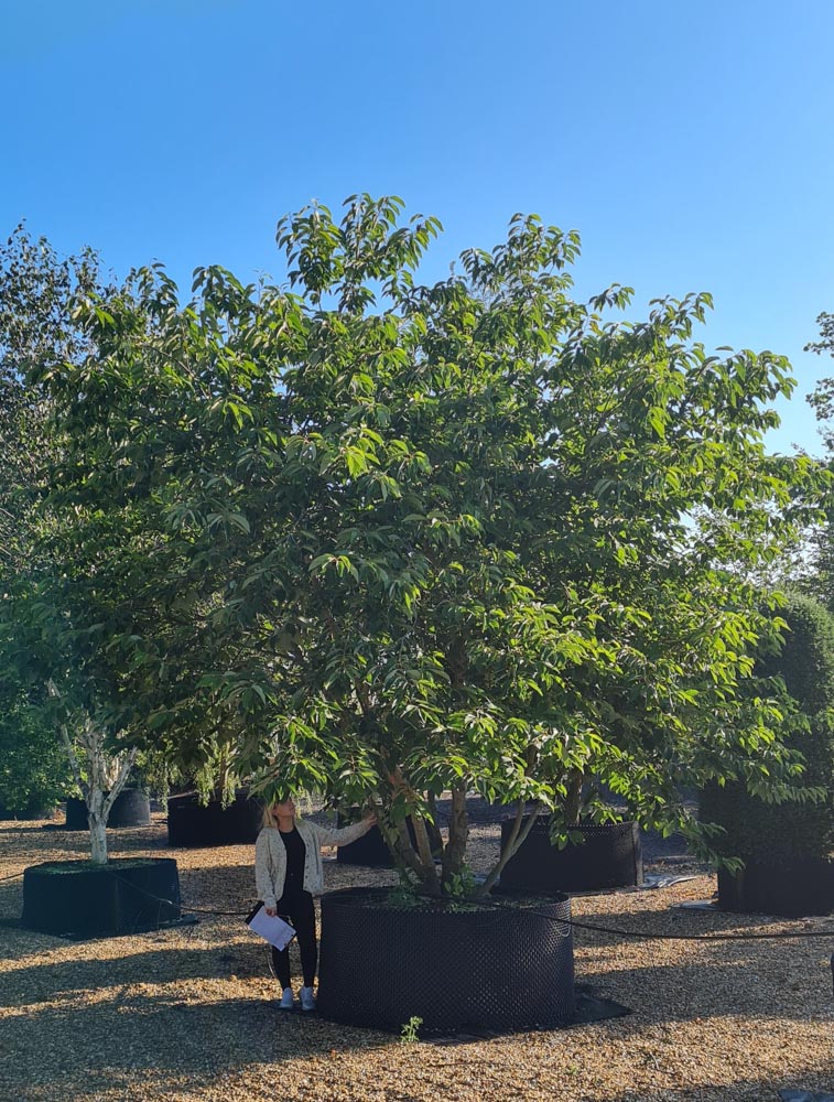 Halesia monticola 4-5m_103