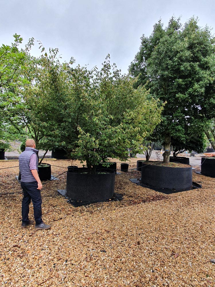 Hamamelis inter Feuerzauber - 3.0-3.5m