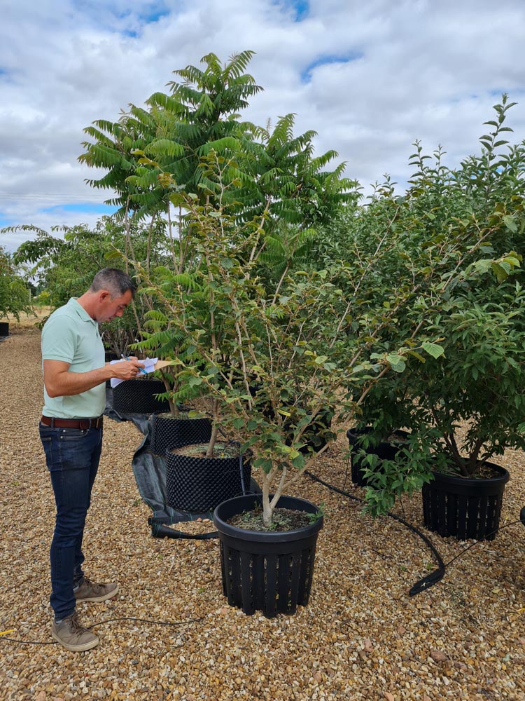Hamamelis intermedia Sunburst 1.0-1.5m