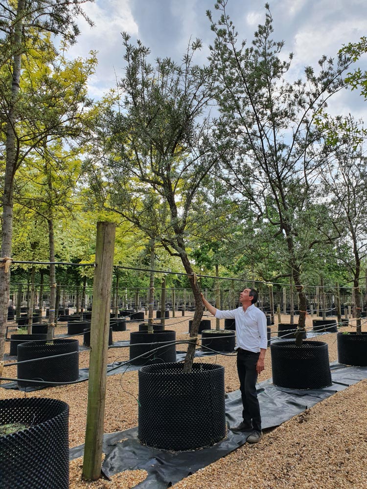 Hippophae rhamnoides 30-40 Std CG