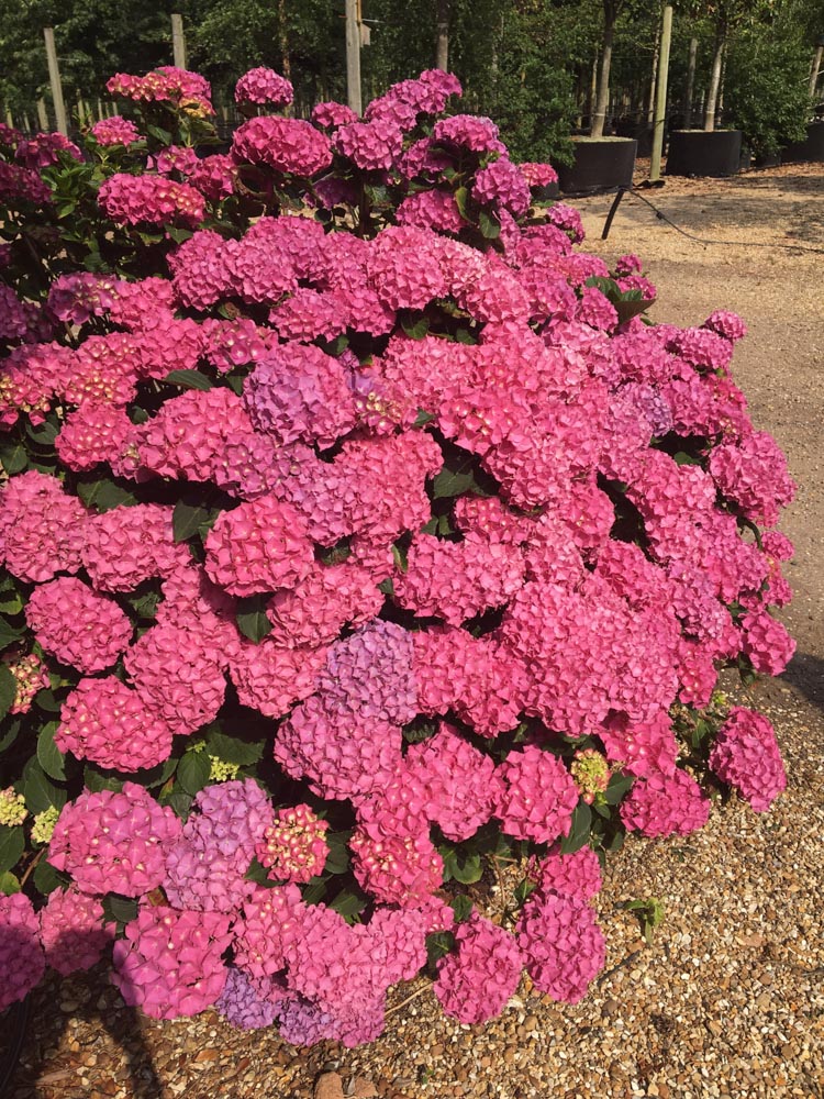 Hydrangea macrophylla Can-W Bd1 3