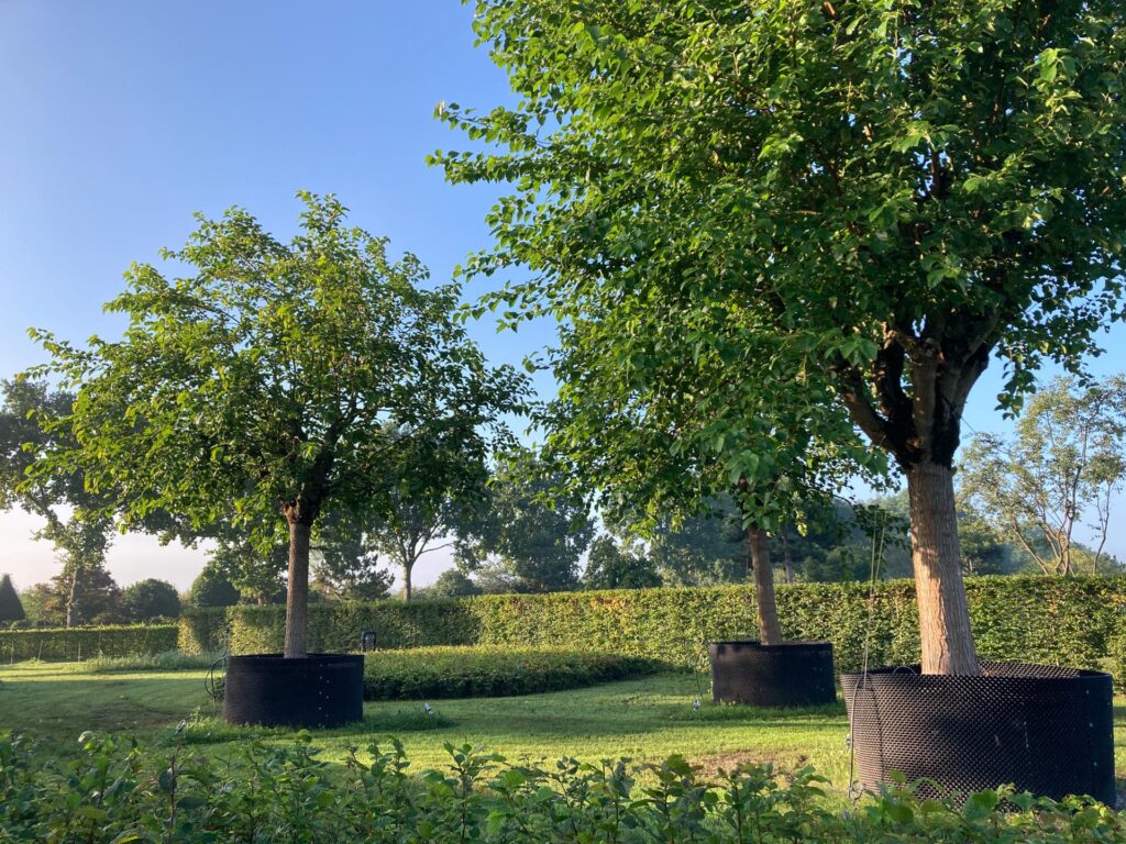 Eyecatcher bomen in tuinontwerp: welke soorten werken en hoe zet je ze in?