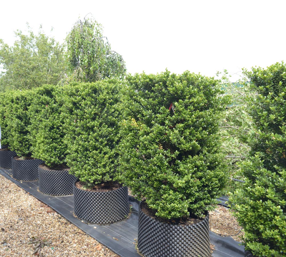 Ilex crenata 120x50x50cm