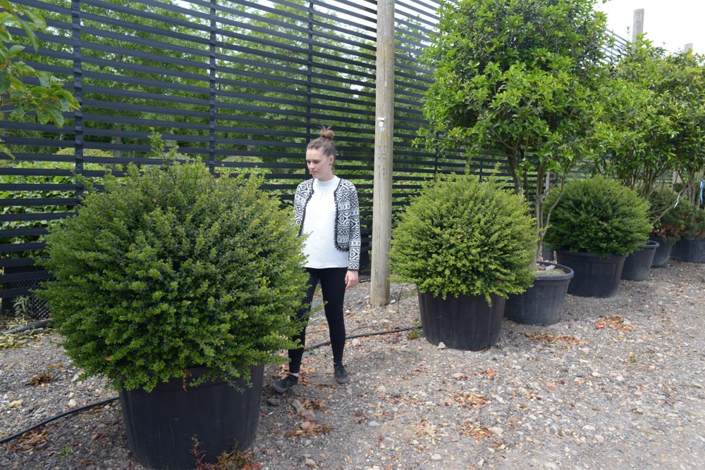 Ilex crenata 1m Kuppel