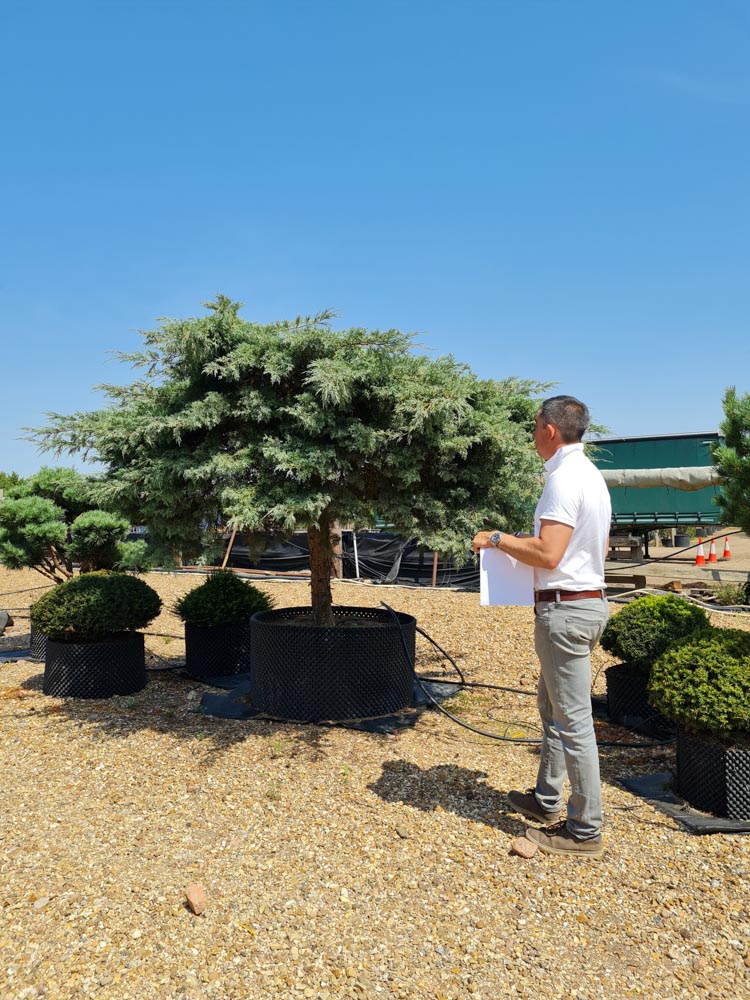 Juniperus virginiana Hetzii 1.75-2m character