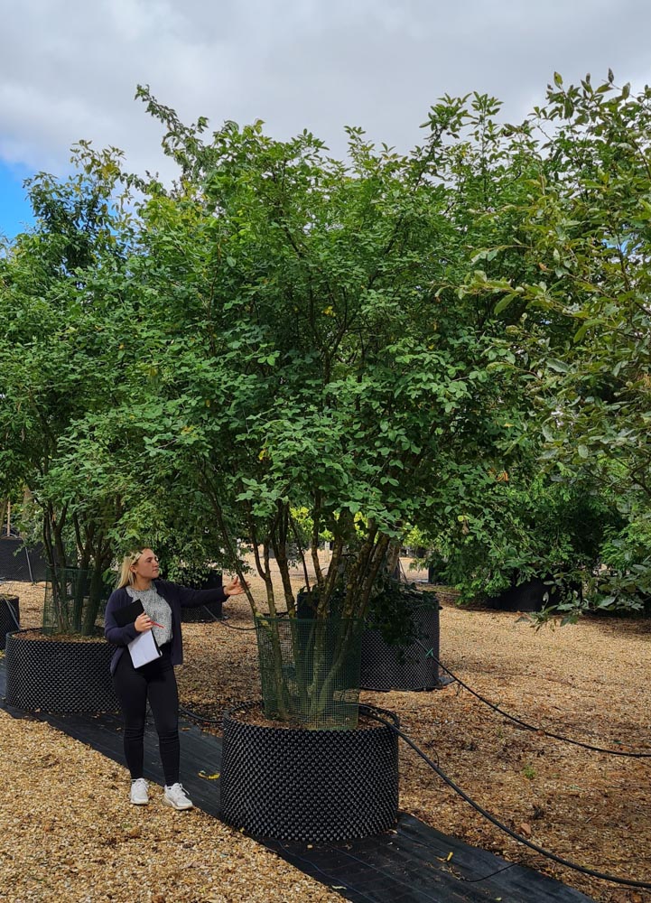 Laburnum anagyroides 4m Umbrella _63