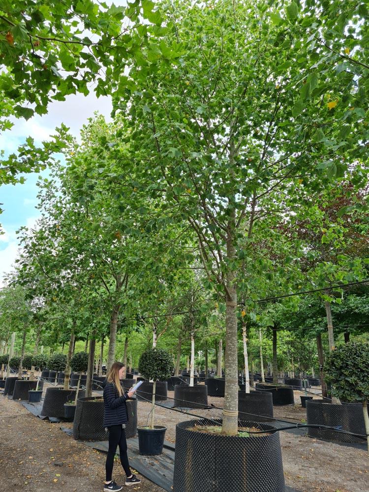 Liriodendron tulipifera Aureomarginata 50-60cm girth standard