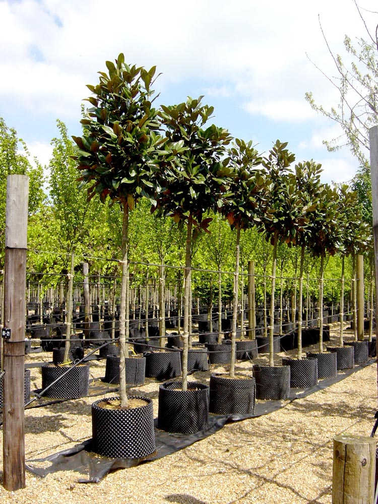 Magnolia Grandiflora 18-20 cm