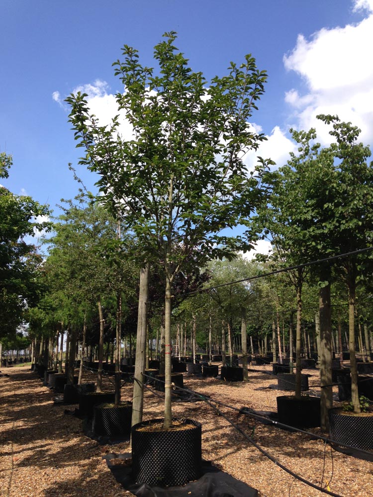 Magnolia Heaven Scent