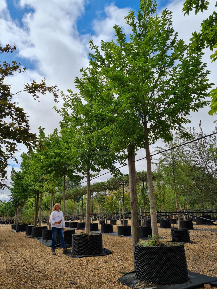 Magnolie Kobus 25-35cm Standard