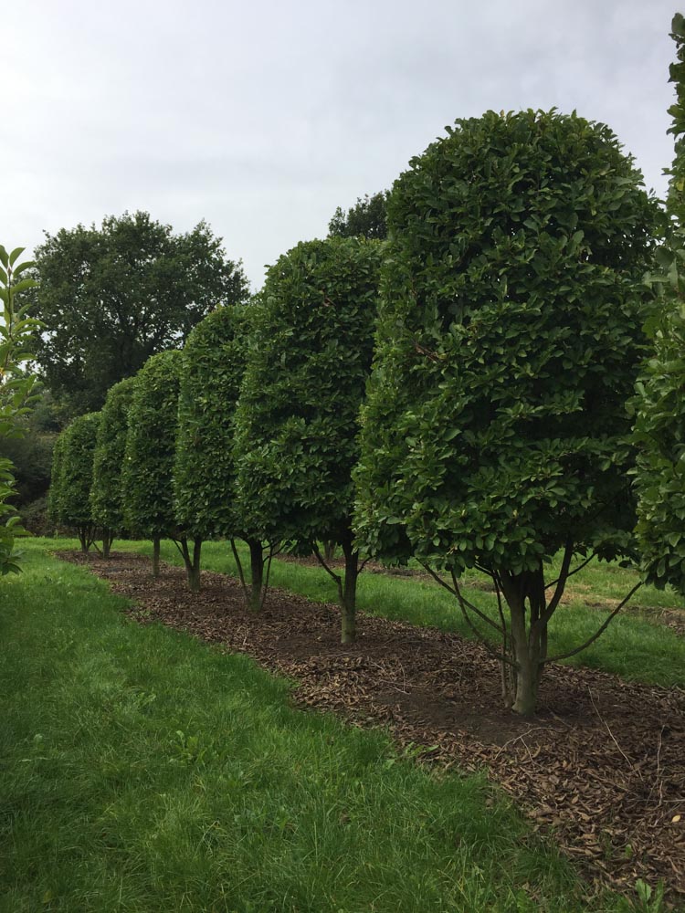 Magnolia stellata Royal Star ms Beehive H350-400cm