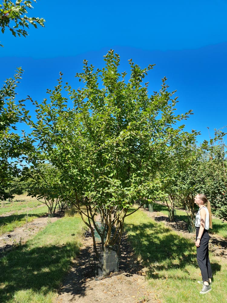 Malu wintergold 3.5-4.0m multi stem