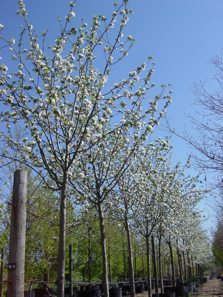 Malus Jakob Lebel Flower 19-04-07 049