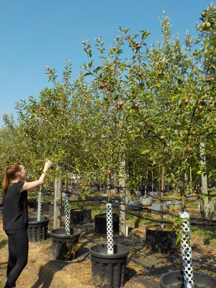 Malus James Grieve 10-12cm de circonférence Demi-tige