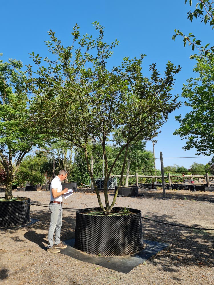 Malus Red Sentinel 4-5m