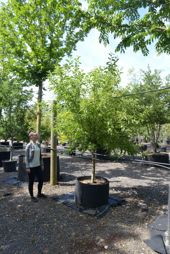 Malus elstar 20-25cm girth half stem