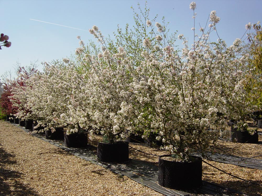Malus floribunda ms 1