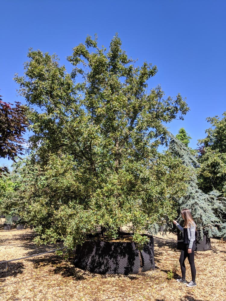 Malus sylvestris 6.0-7.0m multi stem