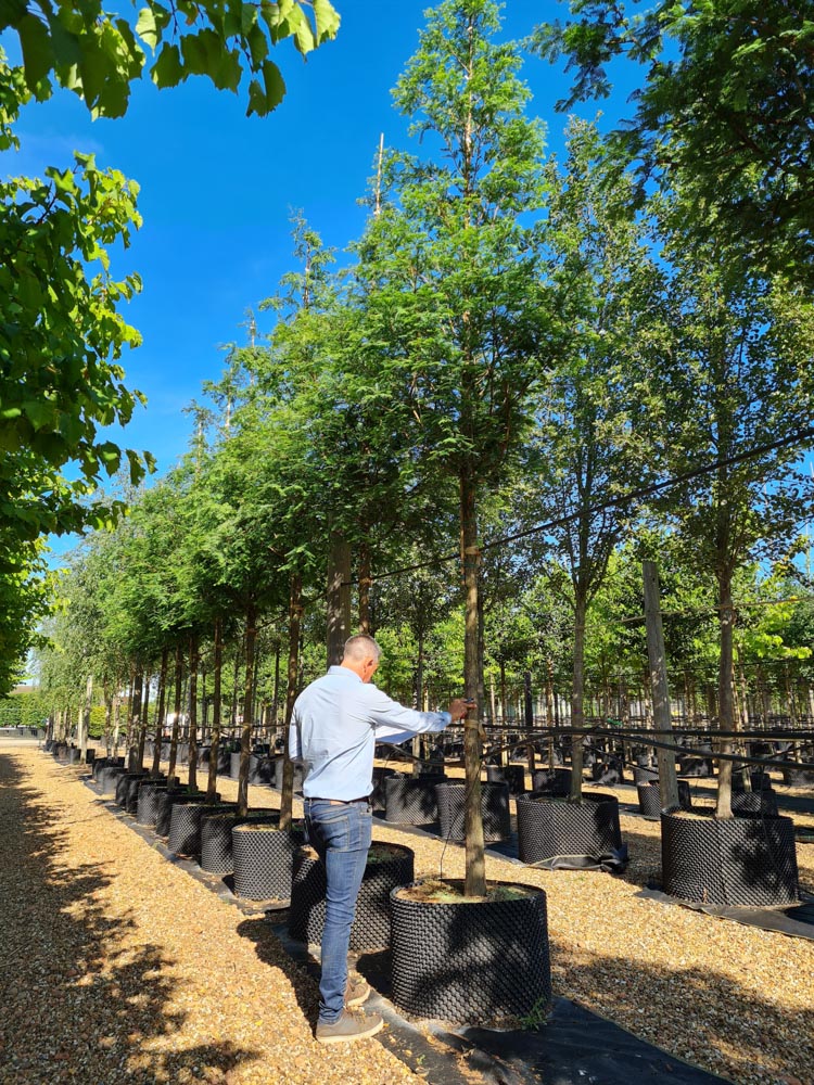 Metasequoia glyptostroboides 20-25cm