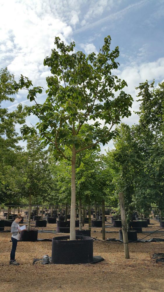 Paulownia tomentosa Std CG 50-60 (Large)