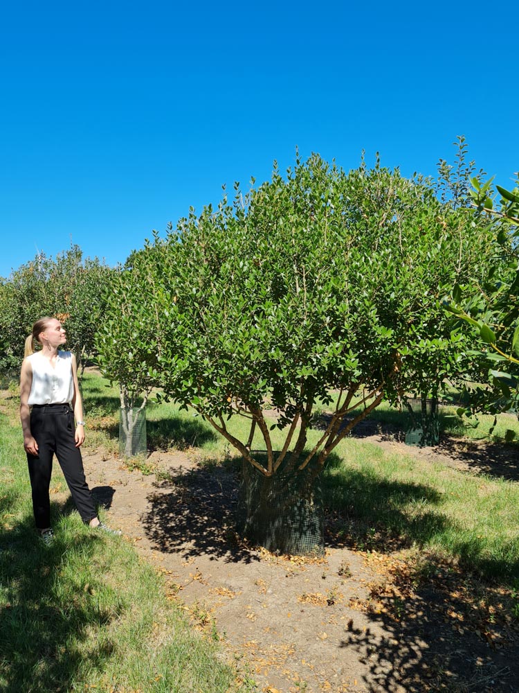 Phillyrea latifolia 2.0-3.0m multi stems