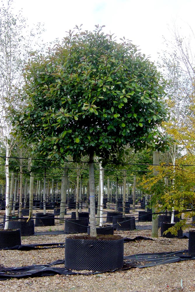 Photinia Red Robin Std.