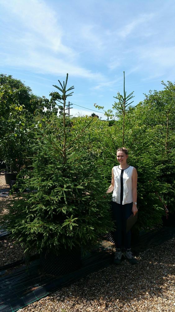 Picea abies -Fthd CG H2-2.5m