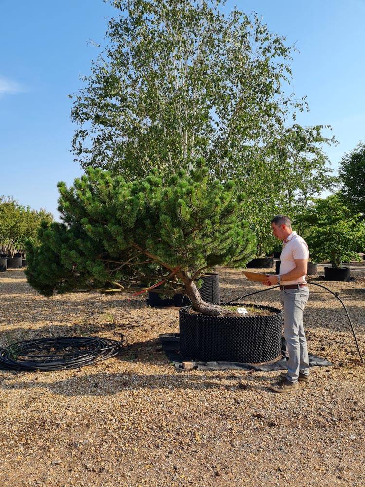 Pinus mugo 1.5-1.75m Multistem
